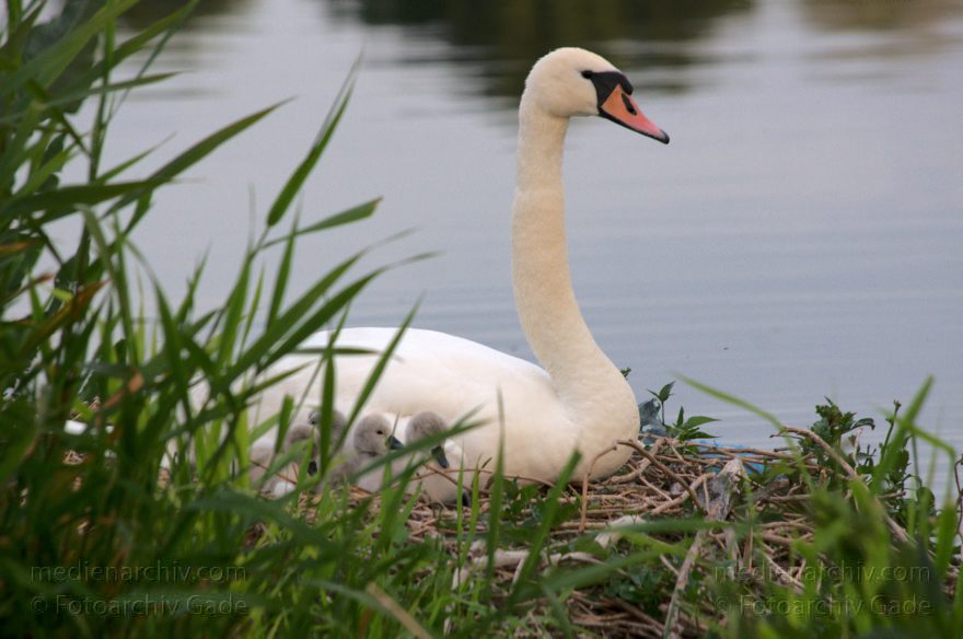 Schwan mit Küken im Nest. Schwäne (Cygnini)
8. 6. 2014. Berlin. Tegeler See. Fauna. Tiere. Vogel. Vögel. Schwan (Cygnus) mit Küken im Nest. Schwäne (Cygnini)
Schlüsselwörter: Berlin;birds;Cygnus;Fauna;Nest;Schwan;Schwäne;Tegeler See;Tiere;Vogel;Vögel;2014