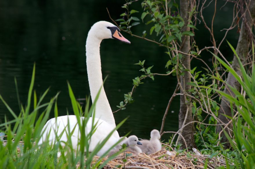 Schwan mit Küken im Nest. Schwäne (Cygnini)
8. 6. 2014. Berlin. Tegeler See. Fauna. Tiere. Vogel. Vögel. Schwan (Cygnus) mit Küken im Nest. Schwäne (Cygnini)
Schlüsselwörter: Berlin;birds;Cygnus;Fauna;Nest;Schwan;Schwäne;Tegeler See;Tiere;Vogel;Vögel;2014