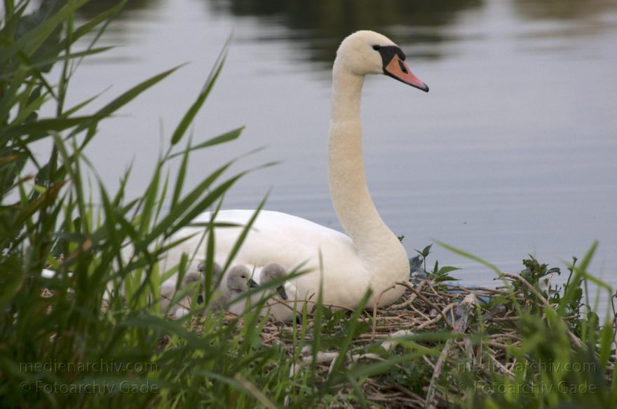 Schwan mit Küken im Nest. Schwäne (Cygnini)
8. 6. 2014. Berlin. Tegeler See. Fauna. Tiere. Vogel. Vögel. Schwan (Cygnus) mit Küken im Nest. Schwäne (Cygnini)
Schlüsselwörter: Berlin;birds;Cygnus;Fauna;Nest;Schwan;Schwäne;Tegeler See;Tiere;Vogel;Vögel;2014