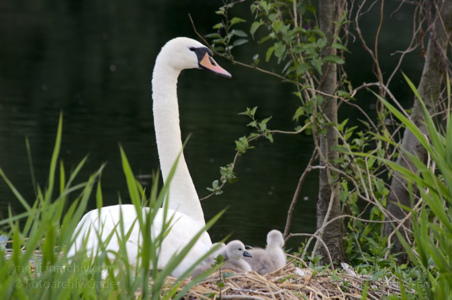 Schwan mit Küken im Nest. Schwäne (Cygnini)
8. 6. 2014. Berlin. Tegeler See. Fauna. Tiere. Vogel. Vögel. Schwan (Cygnus) mit Küken im Nest. Schwäne (Cygnini)
Schlüsselwörter: Berlin;birds;Cygnus;Fauna;Nest;Schwan;Schwäne;Tegeler See;Tiere;Vogel;Vögel;2014