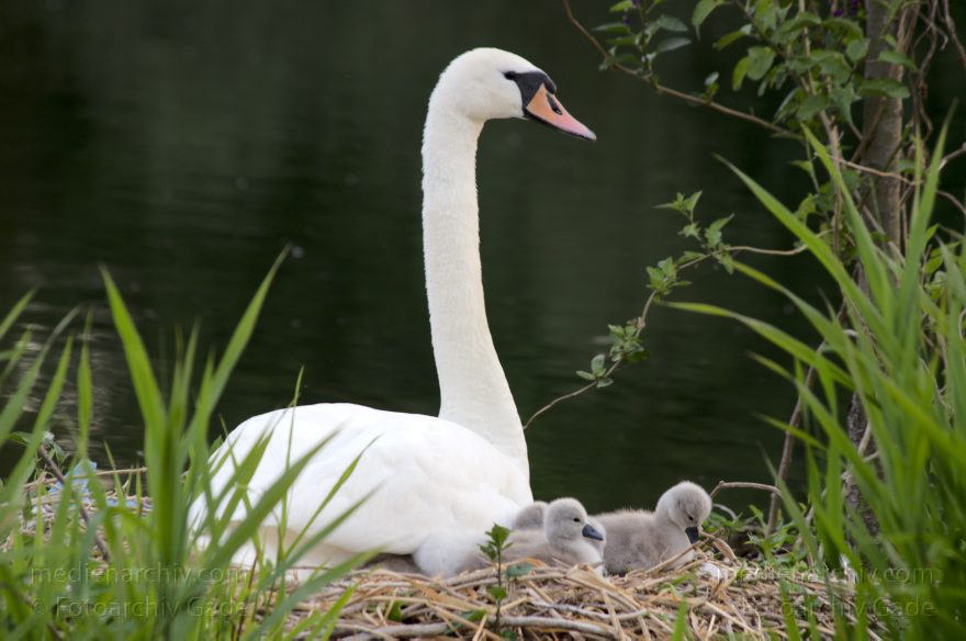 Schwan mit Küken im Nest. Schwäne (Cygnini)
8. 6. 2014. Berlin. Tegeler See. Fauna. Tiere. Vogel. Vögel. Schwan (Cygnus) mit Küken im Nest. Schwäne (Cygnini)
Schlüsselwörter: Berlin;birds;Cygnus;Fauna;Nest;Schwan;Schwäne;Tegeler See;Tiere;Vogel;Vögel;2014