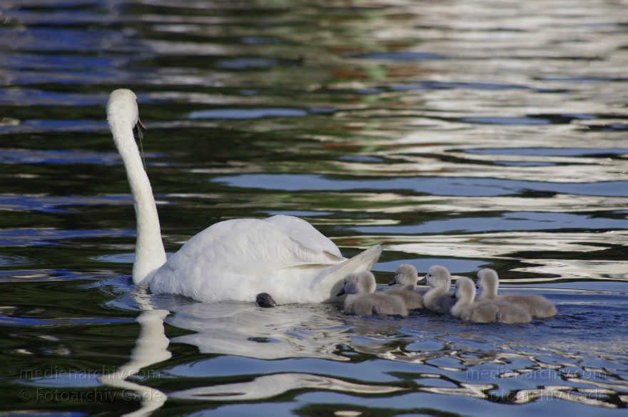 Schwimmender Schwan mit Küken. Schwäne (Cygnini)
8. 6. 2014. Berlin. Tegeler See. Fauna. Tiere. Vogel. Vögel. Schwimmender Schwan (Cygnus) mit Küken. Schwäne (Cygnini)
Schlüsselwörter: Berlin;birds;Cygnus;Fauna;Nest;Schwan;Schwäne;Tegeler See;Tiere;Vogel;Vögel;2014