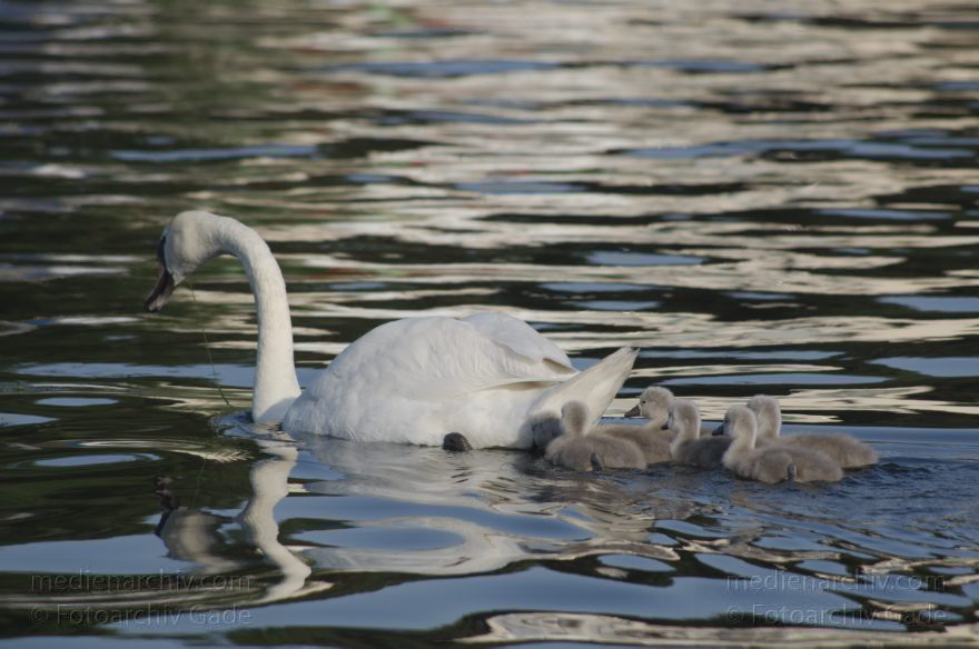 Schwimmender Schwan mit Küken. Schwäne (Cygnini)
8. 6. 2014. Berlin. Tegeler See. Fauna. Tiere. Vogel. Vögel. Schwimmender Schwan (Cygnus) mit Küken. Schwäne (Cygnini)
Schlüsselwörter: Berlin;birds;Cygnus;Fauna;Nest;Schwan;Schwäne;Tegeler See;Tiere;Vogel;Vögel;2014