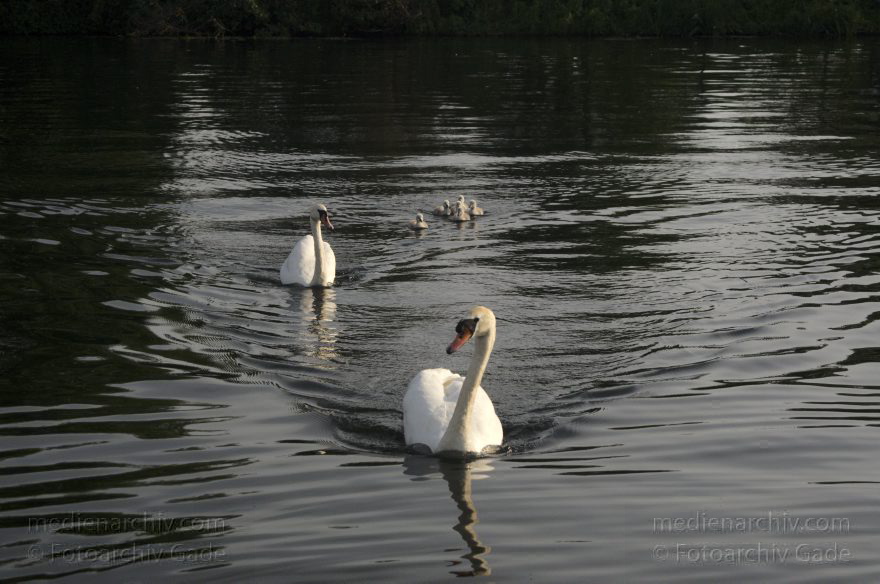 Schwimmender Schwan mit Küken. Schwäne (Cygnini)
10. 6. 2014. Berlin. Tegeler See. Fauna. Tiere. Vogel. Vögel. Schwimmender Schwan (Cygnus) mit Küken. Schwäne (Cygnini)
Schlüsselwörter: Berlin;birds;Cygnus;Fauna;Nest;Schwan;Schwäne;Tegeler See;Tiere;Vogel;Vögel;2014