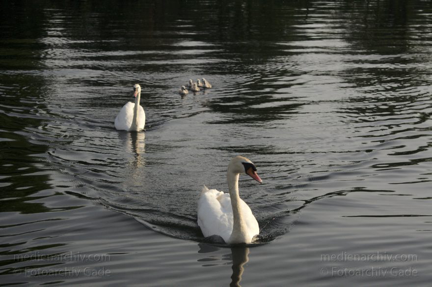 Schwimmender Schwan mit Küken. Schwäne (Cygnini)
10. 6. 2014. Berlin. Tegeler See. Fauna. Tiere. Vogel. Vögel. Schwimmender Schwan (Cygnus) mit Küken. Schwäne (Cygnini)
Schlüsselwörter: Berlin;birds;Cygnus;Fauna;Nest;Schwan;Schwäne;Tegeler See;Tiere;Vogel;Vögel;2014