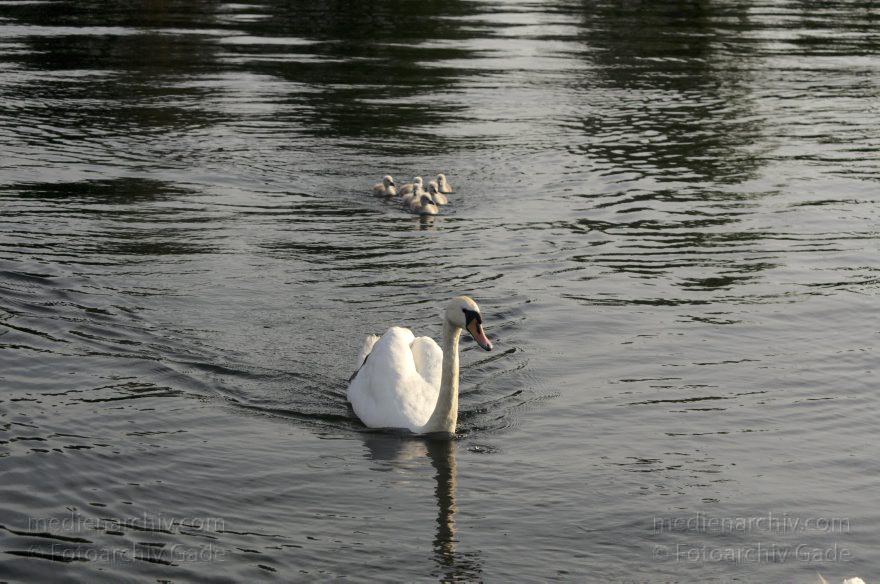 Schwimmender Schwan mit Küken. Schwäne (Cygnini)
10. 6. 2014. Berlin. Tegeler See. Fauna. Tiere. Vogel. Vögel. Schwimmender Schwan (Cygnus) mit Küken. Schwäne (Cygnini)
Schlüsselwörter: Berlin;birds;Cygnus;Fauna;Nest;Schwan;Schwäne;Tegeler See;Tiere;Vogel;Vögel;2014