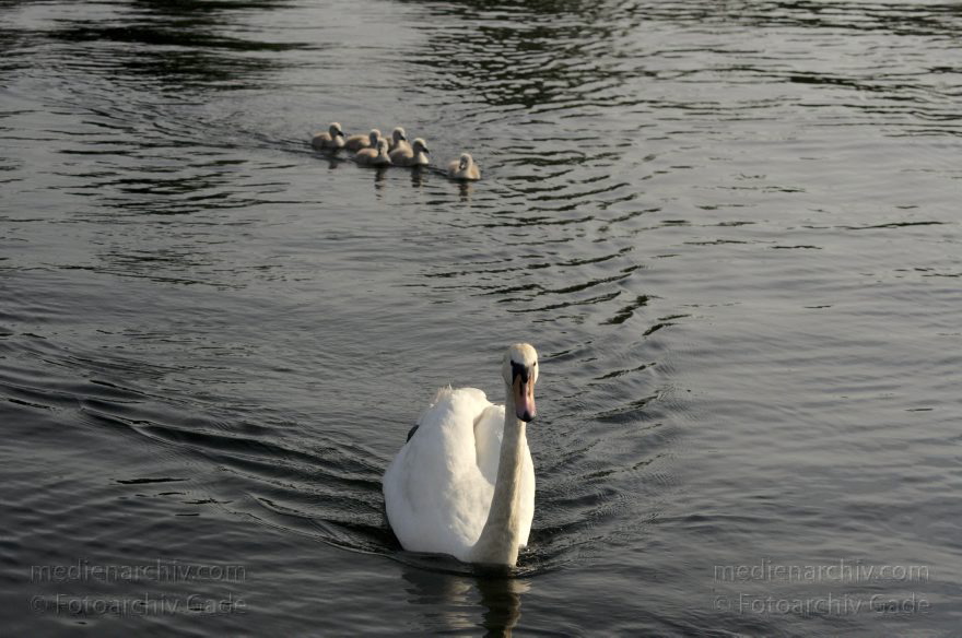 Schwimmender Schwan mit Küken. Schwäne (Cygnini)
10. 6. 2014. Berlin. Tegeler See. Fauna. Tiere. Vogel. Vögel. Schwimmender Schwan (Cygnus) mit Küken. Schwäne (Cygnini)
Schlüsselwörter: Berlin;birds;Cygnus;Fauna;Nest;Schwan;Schwäne;Tegeler See;Tiere;Vogel;Vögel;2014