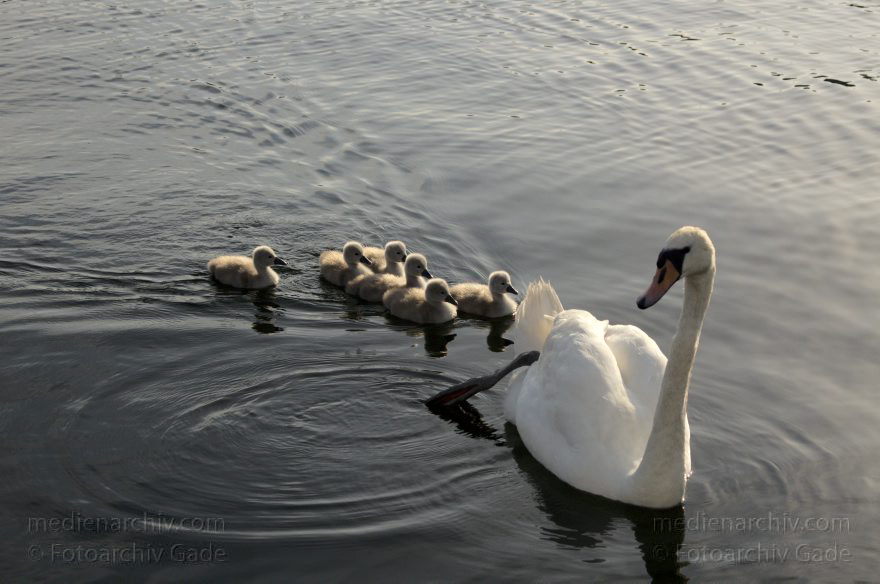 Schwimmender Schwan mit Küken. Schwäne (Cygnini)
10. 6. 2014. Berlin. Tegeler See. Fauna. Tiere. Vogel. Vögel. Schwimmender Schwan (Cygnus) mit Küken. Schwäne (Cygnini)
Schlüsselwörter: Berlin;birds;Cygnus;Fauna;Nest;Schwan;Schwäne;Tegeler See;Tiere;Vogel;Vögel;2014