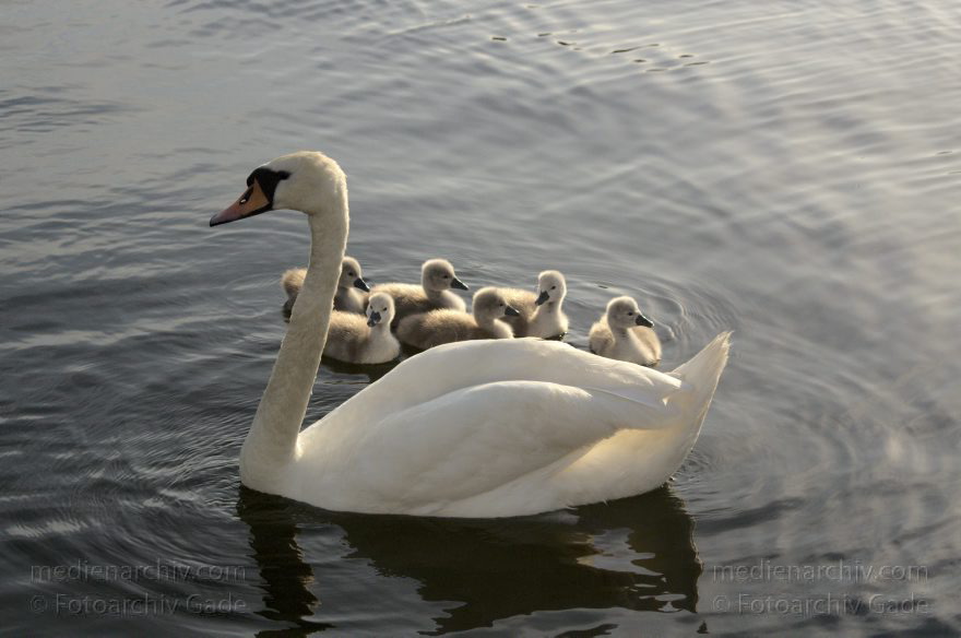 Schwimmender Schwan mit Küken. Schwäne (Cygnini)
10. 6. 2014. Berlin. Tegeler See. Fauna. Tiere. Vogel. Vögel. Schwimmender Schwan (Cygnus) mit Küken. Schwäne (Cygnini)
Schlüsselwörter: Berlin;birds;Cygnus;Fauna;Nest;Schwan;Schwäne;Tegeler See;Tiere;Vogel;Vögel;2014