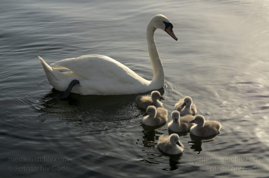Schwimmender Schwan mit Küken. Schwäne (Cygnini)
10. 6. 2014. Berlin. Tegeler See. Fauna. Tiere. Vogel. Vögel. Schwimmender Schwan (Cygnus) mit Küken. Schwäne (Cygnini)
Schlüsselwörter: Berlin;birds;Cygnus;Fauna;Nest;Schwan;Schwäne;Tegeler See;Tiere;Vogel;Vögel;2014