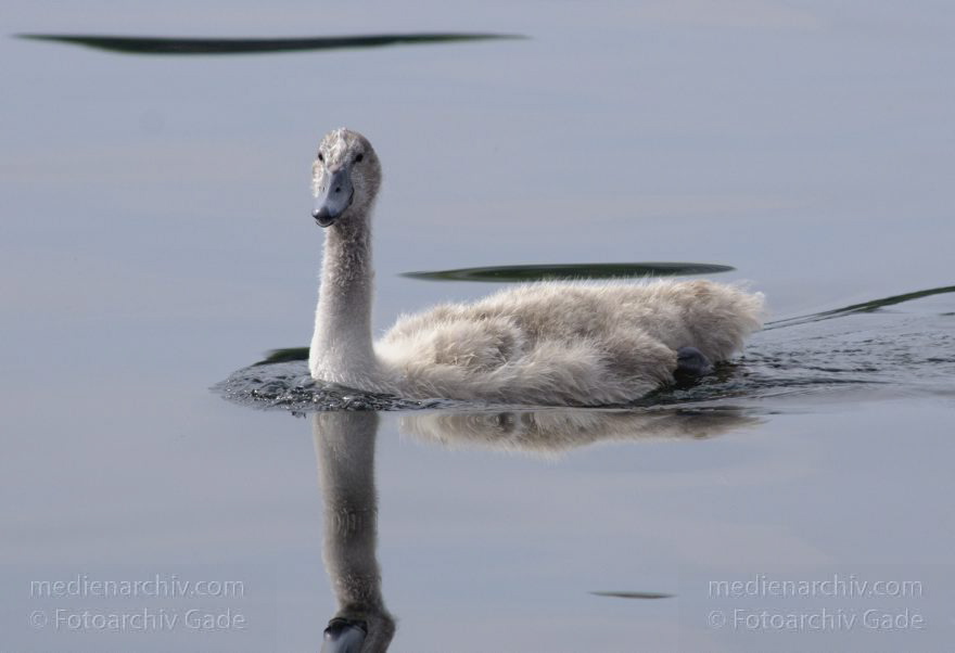 Vogel. Schwan auf dem Tegeler See
27. 7. 2014. Berlin. Tegeler See. Fauna. Tiere. Vogel. Junger Schwan. Cygnini
Schlüsselwörter: Berlin;Cygnini;Fauna;Gans;Schwan;Tegeler See;Tiere;2014;Vogel