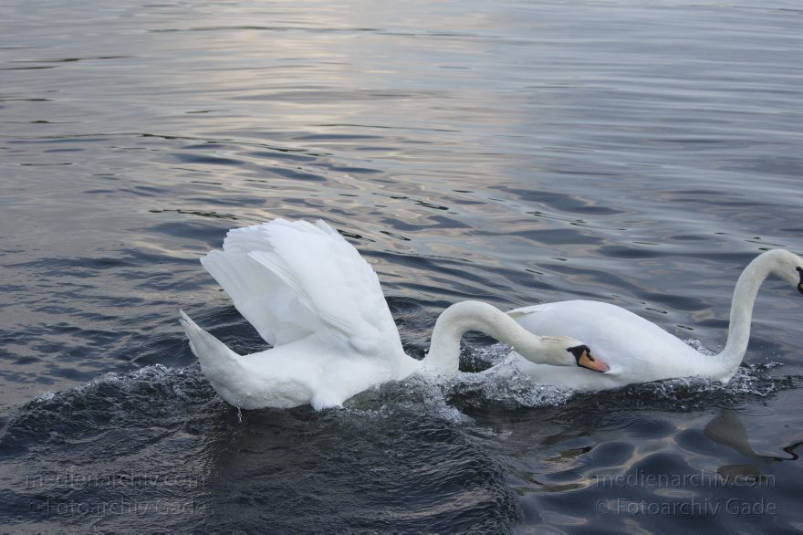 2014. Schwan. Cygnini
8. 8. 2014. Berlin. Tegeler See. Fauna. Tiere. Vogel. Vögel. Schwan. Cygnini. Zwei Schwäne
Schlüsselwörter: 2014;2015;Berlin;birds;Cygnini;Fauna;Natur;nature;Schwan;Tiere;Vogel;Vögel;wildlife