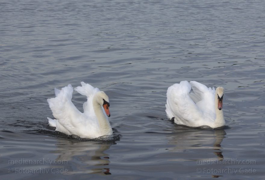 Vogel. Schwan auf dem Tegeler See
10. 8. 2014. Berlin. Tegeler See. Fauna. Tiere. Vogel. Schwan. Cygnini
Schlüsselwörter: Berlin;Cygnini;Fauna;Gans;Schwan;Tegeler See;Tiere;2014;Vogel