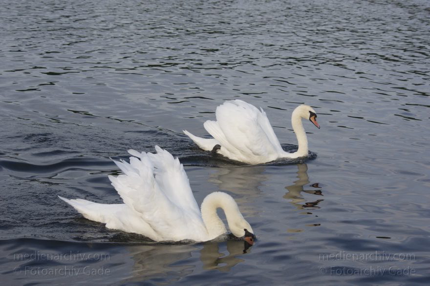 Vogel. Schwan auf dem Tegeler See
10. 8. 2014. Berlin. Tegeler See. Fauna. Tiere. Vogel. Schwan. Cygnini
Schlüsselwörter: 2014;Berlin;Cygnini;Fauna;Gans;Schwan;Tegeler See;Tiere;Vogel