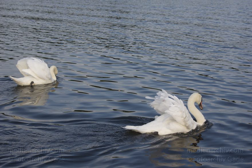 Vogel. Schwan auf dem Tegeler See
10. 8. 2014. Berlin. Tegeler See. Fauna. Tiere. Vogel. Schwan. Cygnini
Schlüsselwörter: Berlin;Cygnini;Fauna;Gans;Schwan;Tegeler See;Tiere;2014;Vogel