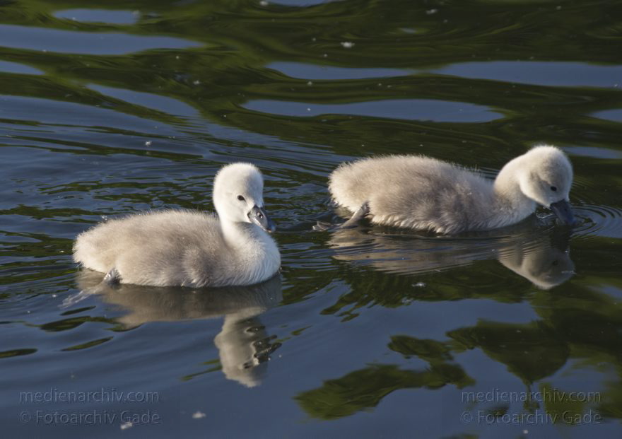 Berlin. Tegeler See. Schwan mit Küken
24. 5. 2015. Berlin. Reinickendorf. Tegeler See. Fauna. Tiere. Vogel. Schwan. Schwäne. Cygnini. Küken
Schlüsselwörter: 2015;Berlin;Fauna;Küken;Reinickendorf;Schwan;Schwäne;Tegel;Tegeler See;Vogel