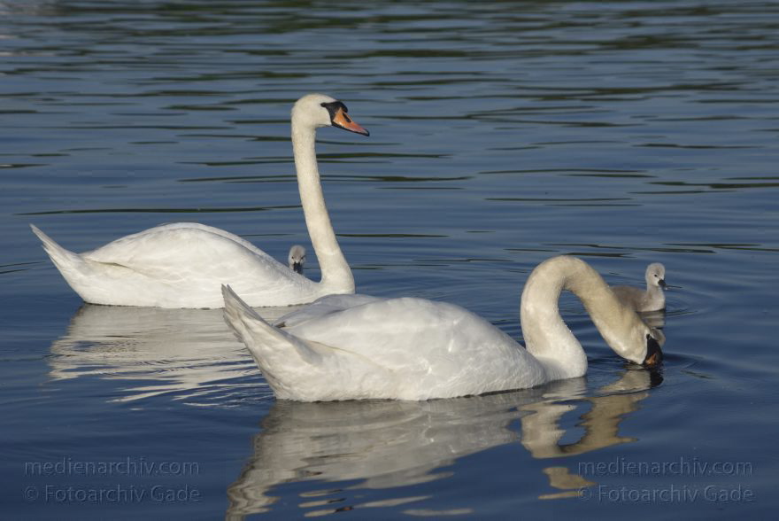 Berlin. Tegeler See. Schwan mit Küken
24. 5. 2015. Berlin. Reinickendorf. Tegeler See. Fauna. Tiere. Vogel. Schwan. Schwäne. Cygnini. Küken
Schlüsselwörter: 2015;Berlin;Fauna;Küken;Reinickendorf;Schwan;Schwäne;Tegel;Tegeler See;Vogel