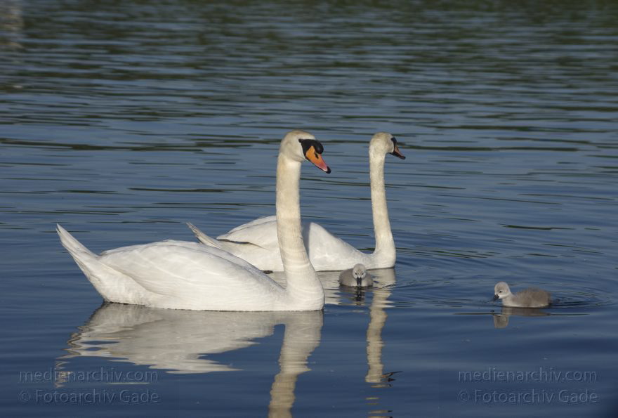 Berlin. Tegeler See. Schwan mit Küken
24. 5. 2015. Berlin. Reinickendorf. Tegeler See. Fauna. Tiere. Vogel. Schwan. Schwäne. Cygnini. Küken
Schlüsselwörter: 2015;Berlin;Fauna;Küken;Reinickendorf;Schwan;Schwäne;Tegel;Tegeler See;Vogel