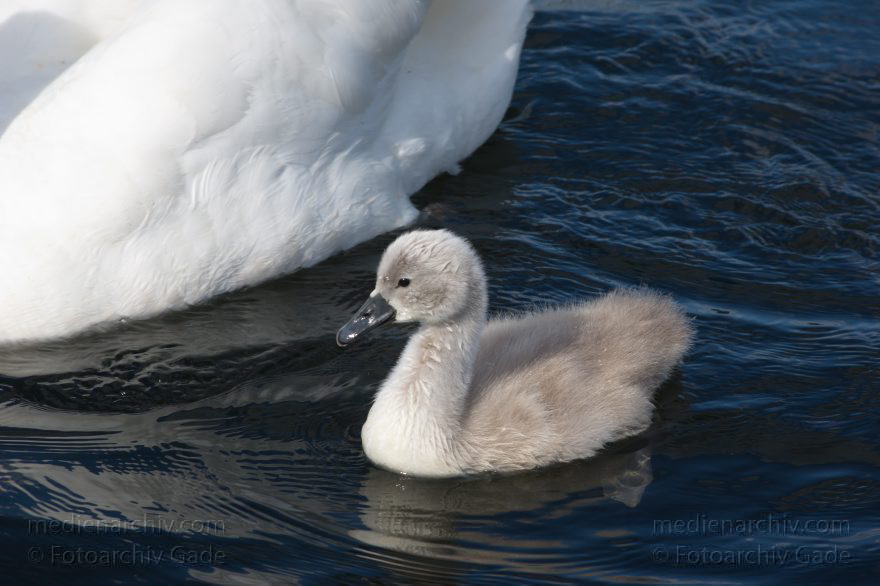 Schwan mit Küken
28. 6. 2015. Berlin. Tegeler See. Fauna. Tiere. Vogel. Schwan. Schwäne mit Küken. Cygnini. Höckerschwan
Schlüsselwörter: 2015;Cygnini;Entenvogel;Fauna;Gans;Schwan;Tier;Vogel
