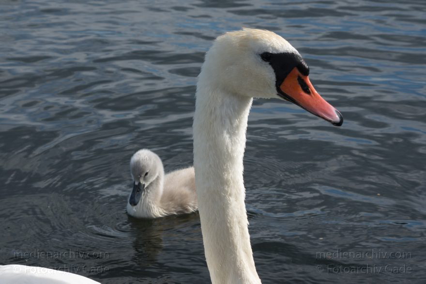 Schwan mit Küken
28. 6. 2015. Berlin. Tegeler See. Fauna. Tiere. Vogel. Schwan. Schwäne mit Küken. Cygnini. Höckerschwan
Schlüsselwörter: 2015;Cygnini;Entenvogel;Fauna;Gans;Schwan;Tier;Vogel
