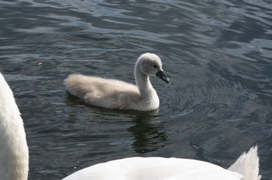 Schwan mit Küken
28. 6. 2015. Berlin. Tegeler See. Fauna. Tiere. Vogel. Schwan. Schwäne mit Küken. Cygnini. Höckerschwan
Schlüsselwörter: 2015;Cygnini;Entenvogel;Fauna;Gans;Schwan;Tier;Vogel