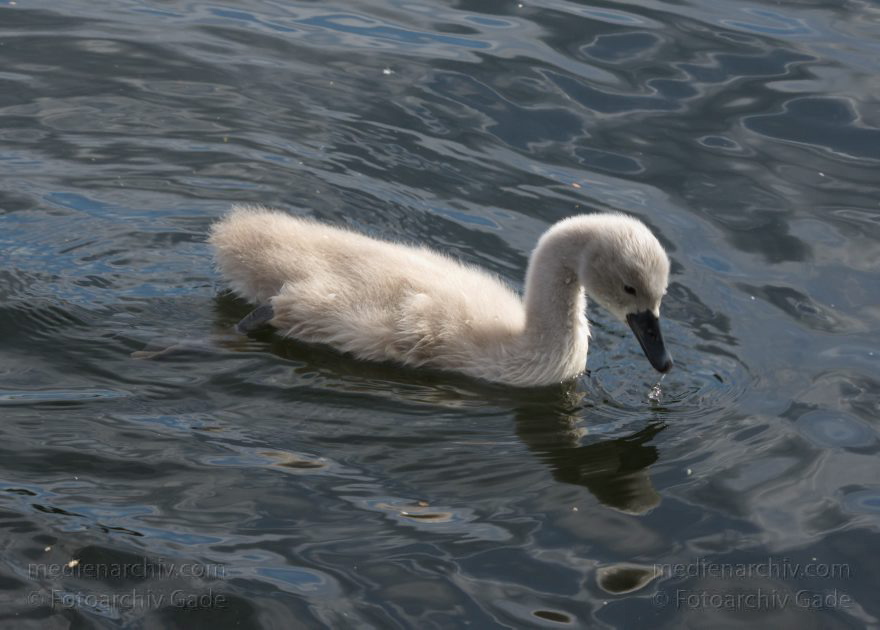 Schwan mit Küken
28. 6. 2015. Berlin. Tegeler See. Fauna. Tiere. Vogel. Schwan. Schwäne mit Küken. Cygnini. Höckerschwan
Schlüsselwörter: 2015;Cygnini;Entenvogel;Fauna;Gans;Schwan;Tier;Vogel