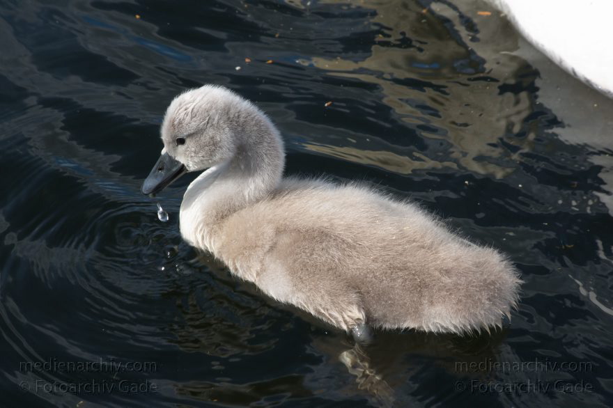 Schwan mit Küken
28. 6. 2015. Berlin. Tegeler See. Fauna. Tiere. Vogel. Schwan. Schwäne mit Küken. Cygnini. Höckerschwan
Schlüsselwörter: 2015;Cygnini;Entenvogel;Fauna;Gans;Schwan;Tier;Vogel