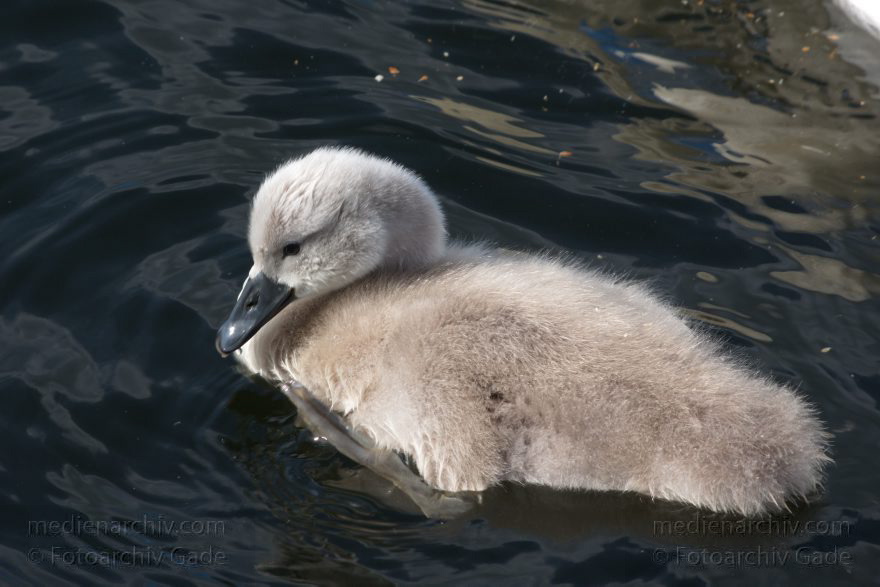 Schwan mit Küken
28. 6. 2015. Berlin. Tegeler See. Fauna. Tiere. Vogel. Schwan. Schwäne mit Küken. Cygnini. Höckerschwan
Schlüsselwörter: 2015;Cygnini;Entenvogel;Fauna;Gans;Schwan;Tier;Vogel