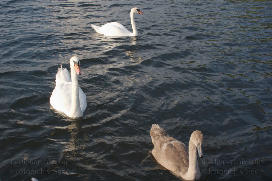 Vogel. Schwan. Höckerschwan. Cygnus olor
23. 8. 2015. Berlin. Tegeler See. Fauna. Vogel. Schwan. Höckerschwan. Cygnus olor
Schlüsselwörter: 2015;Berlin;Cygnus olor;Fauna;Höckerschwan;Reinickendorf;Schwan;Tegel;Tegeler See;Vogel Vogel. Schwan. Höckerschwan. Cygnus olor
23. 8. 2015. Berlin. Tegeler See. Fauna. Vogel. Schwan. Höckerschwan. Cygnus olor
Schlüsselwörter: 2015;Berlin;Cygnus olor;Fauna;Höckerschwan;Reinickendorf;Schwan;Tegel;Tegeler See;Vogel