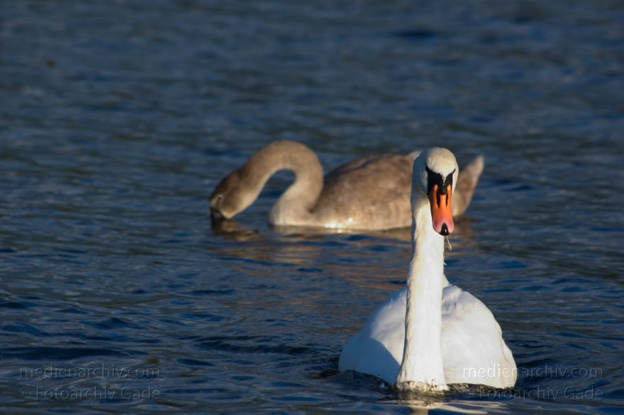Vogel. Schwan auf dem Tegeler See
28. 9. 2015. Berlin. Tegeler See. Fauna. Tiere. Vogel. Schwan. Cygnini
Schlüsselwörter: 2015;Berlin;Cygnini;Fauna;Gans;Schwan;Tegeler See;Tiere;Vogel