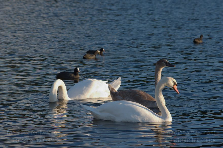 Vogel. Schwan auf dem Tegeler See
28. 9. 2015. Berlin. Tegeler See. Fauna. Tiere. Vogel. Schwan. Cygnini
Schlüsselwörter: 2015;Berlin;Cygnini;Fauna;Gans;Schwan;Tegeler See;Tiere;Vogel