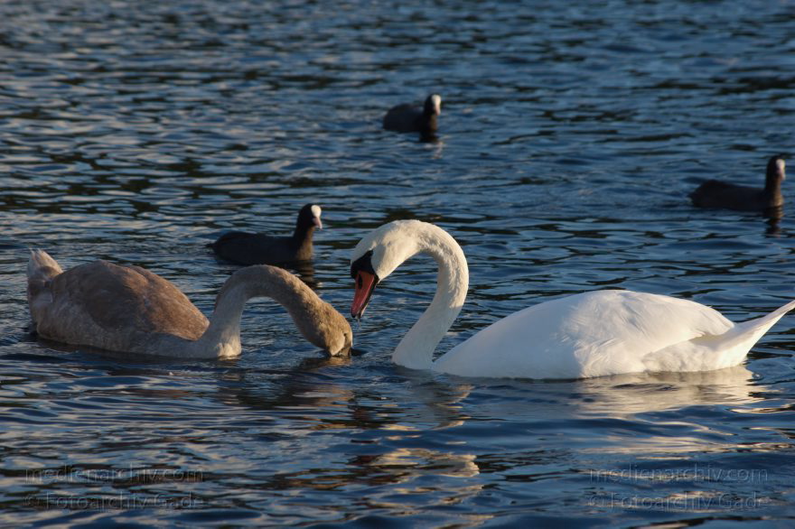 Vogel. Schwan auf dem Tegeler See
28. 9. 2015. Berlin. Tegeler See. Fauna. Tiere. Vogel. Schwan. Cygnini
Schlüsselwörter: 2015;Berlin;Cygnini;Fauna;Gans;Schwan;Tegeler See;Tiere;Vogel