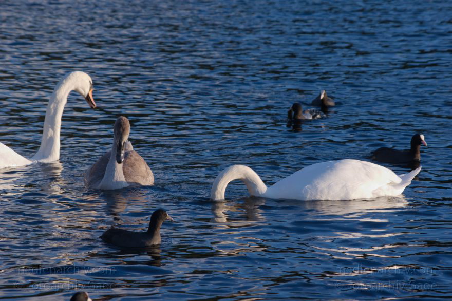 Vogel. Schwan auf dem Tegeler See
28. 9. 2015. Berlin. Tegeler See. Fauna. Tiere. Vogel. Schwan. Cygnini
Schlüsselwörter: 2015;Berlin;Cygnini;Fauna;Gans;Schwan;Tegeler See;Tiere;Vogel