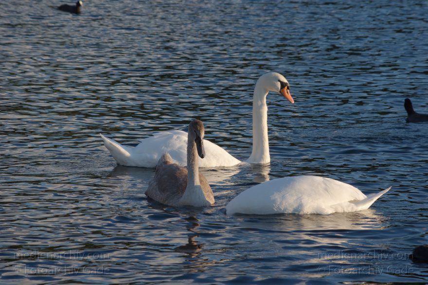 Vogel. Schwan auf dem Tegeler See
28. 9. 2015. Berlin. Tegeler See. Fauna. Tiere. Vogel. Schwan. Cygnini
Schlüsselwörter: 2015;Berlin;Cygnini;Fauna;Gans;Schwan;Tegeler See;Tiere;Vogel