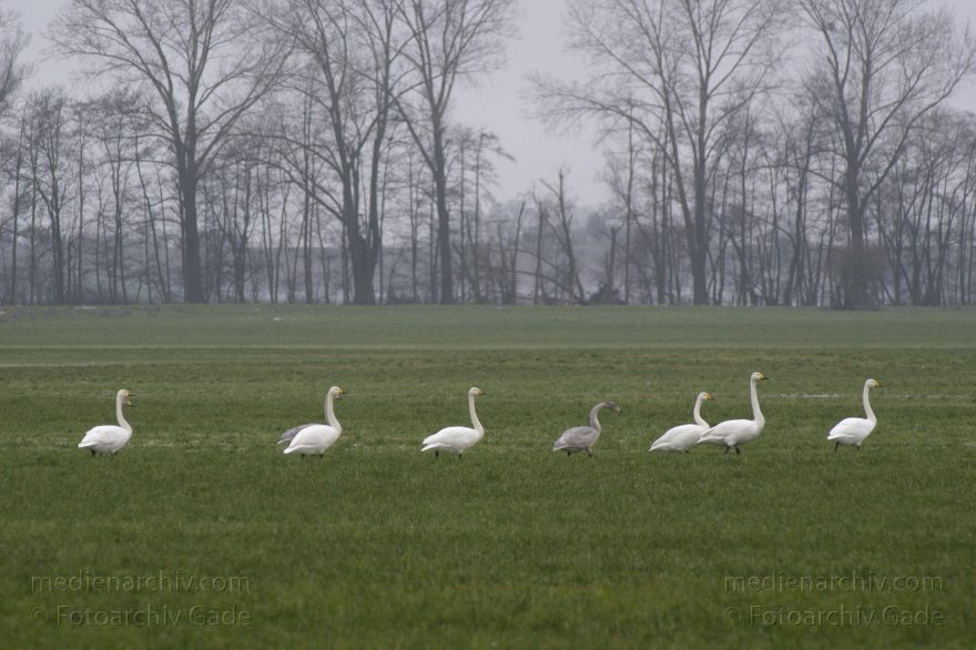 Singschwan (Cygnus cygnus) Singschwäne
25. 1. 2015. Brandenburg. Bei Linum. Fauna. Vogel. Singschwan (Cygnus cygnus) Singschwäne auf einer Feuchtwiese
Schlüsselwörter: 2015;Brandenburg;Cygnus cygnus;Fauna;Singschwan;Singschwäne;Vogel