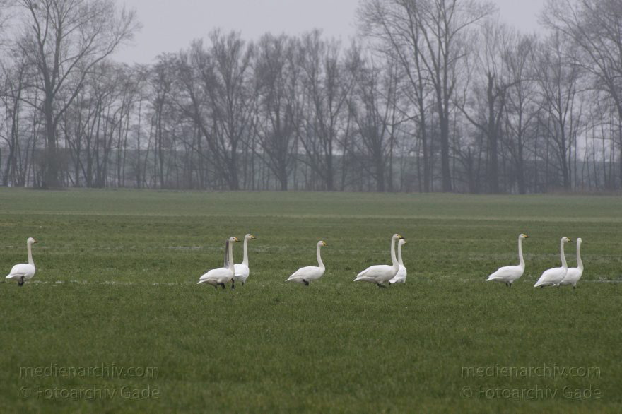 Singschwan (Cygnus cygnus) Singschwäne
25. 1. 2015. Brandenburg. Bei Linum. Fauna. Vogel. Singschwan (Cygnus cygnus) Singschwäne auf einer Feuchtwiese
Schlüsselwörter: 2015;Brandenburg;Cygnus cygnus;Fauna;Singschwan;Singschwäne;Vogel