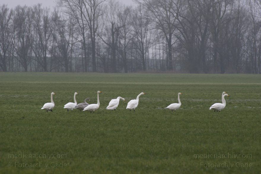 Singschwan (Cygnus cygnus) Singschwäne
25. 1. 2015. Brandenburg. Bei Linum. Fauna. Vogel. Singschwan (Cygnus cygnus) Singschwäne auf einer Feuchtwiese
Schlüsselwörter: 2015;Brandenburg;Cygnus cygnus;Fauna;Singschwan;Singschwäne;Vogel