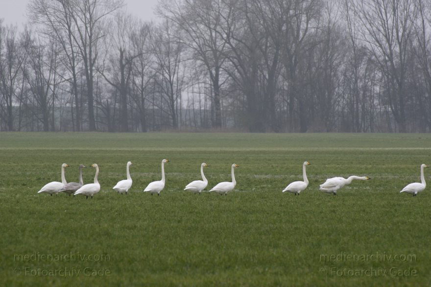 Singschwan (Cygnus cygnus) Singschwäne
25. 1. 2015. Brandenburg. Bei Linum. Fauna. Vogel. Singschwan (Cygnus cygnus) Singschwäne auf einer Feuchtwiese
Schlüsselwörter: 2015;Brandenburg;Cygnus cygnus;Fauna;Singschwan;Singschwäne;Vogel