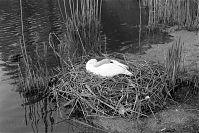 Vogel-Schwan-19920509-424.jpg
