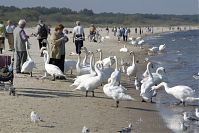 Vogel-Schwan-20050923-110.jpg