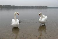 Vogel-Schwan-20081108-72.jpg