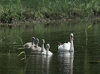 Vogel-Schwan-20090719-081.jpg