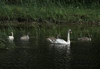 Vogel-Schwan-20090719-084.jpg