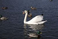Vogel-Schwan-201-20304-204.jpg