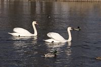 Vogel-Schwan-201-20304-205.jpg