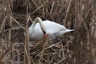 Vogel-Schwan-201-20310-02.jpg