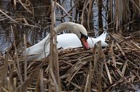 Vogel-Schwan-201-20310-04.jpg