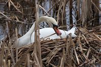 Vogel-Schwan-201-20310-05.jpg