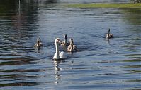 Dateiname=Vogel-Schwan-201-20812-172.jpg
Dateigröße=206KB
Abmessungen: 880x565
hinzugefügt am: 06. Januar 2016 Vogel-Schwan-201-20812-172.jpg