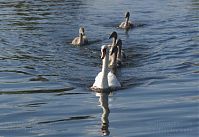 Vogel-Schwan-201-20812-173.jpg